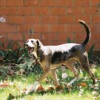 Catahoula Lou