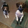 beagles