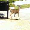 IMAG0327: Then a buck came by...