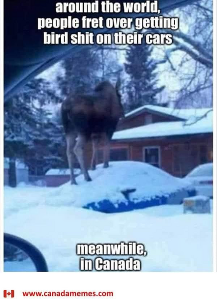 Funny Moose on car