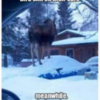 Funny Moose on car