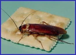 Image result for cockroach on a cracker