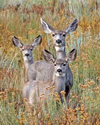 Image result for deer perking ear up