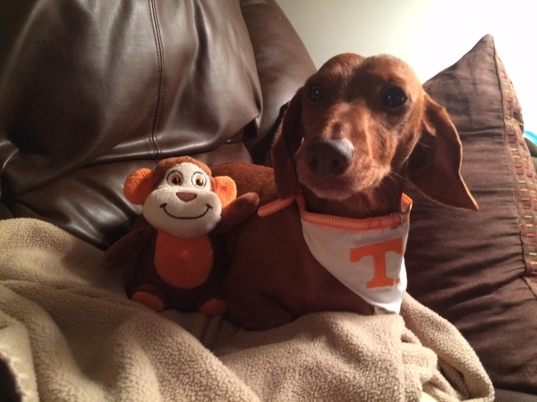 Charlie and his Rally Monkey