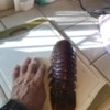 TAIL FROM 4LB LOBSTER
