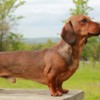 Dachshund